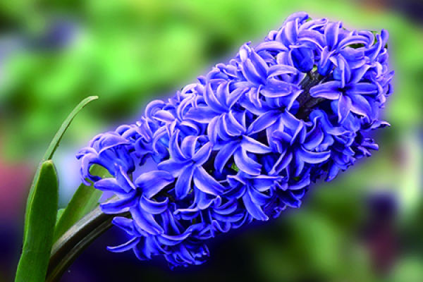 Purple Hyacinth