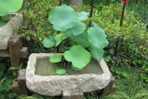 Hydrophyte