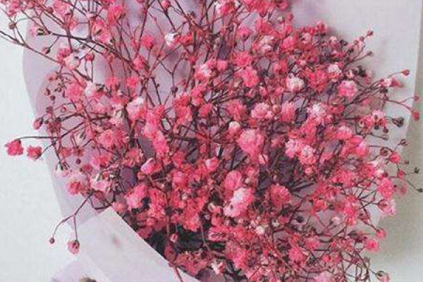 Gypsophila paniculata