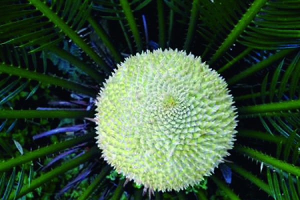 Cycas