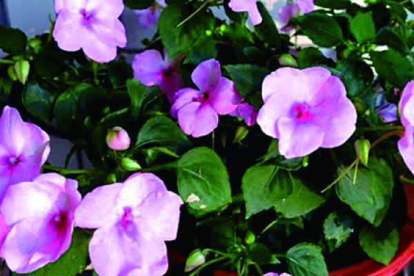African impatiens