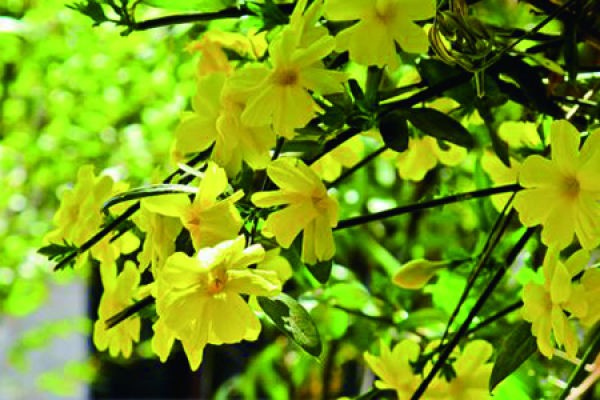 Winter jasmine