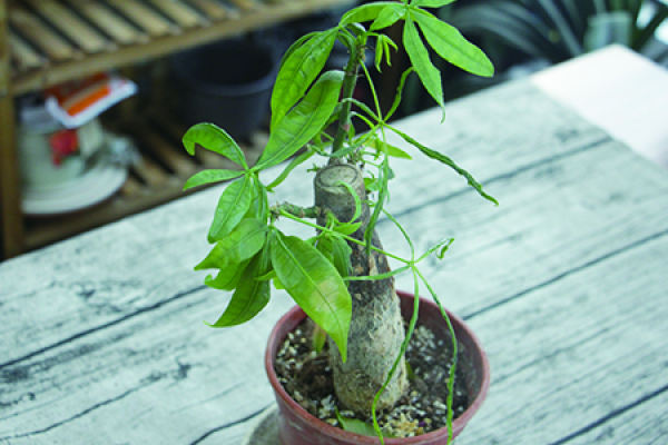 Fortune Tree