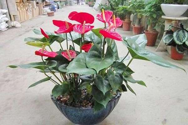 Anthurium