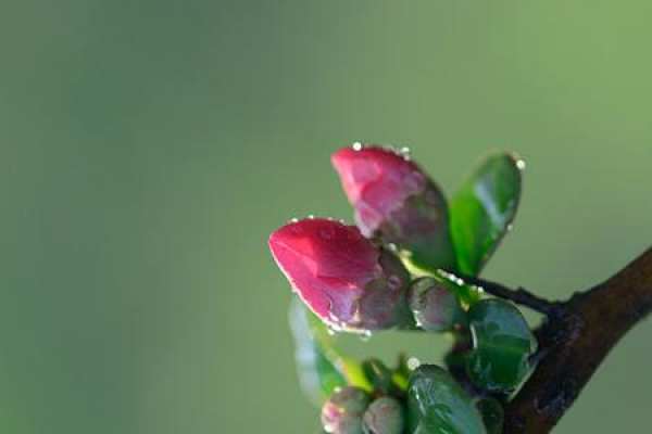 Climbing rose