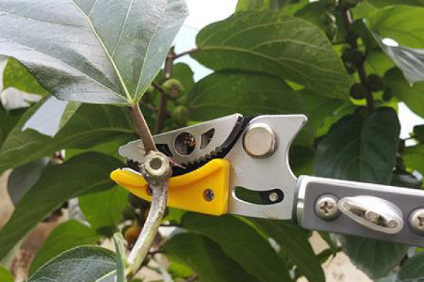 Fruit tree