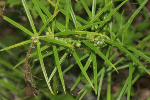 Rhizoma Polygonati