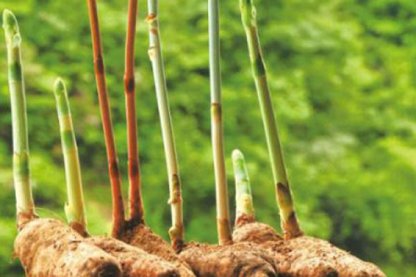 Gastrodia elata