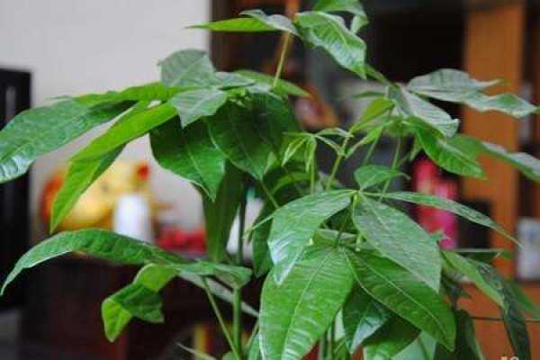 Fortune Tree