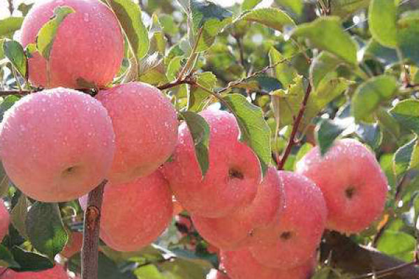Fuji fruit tree