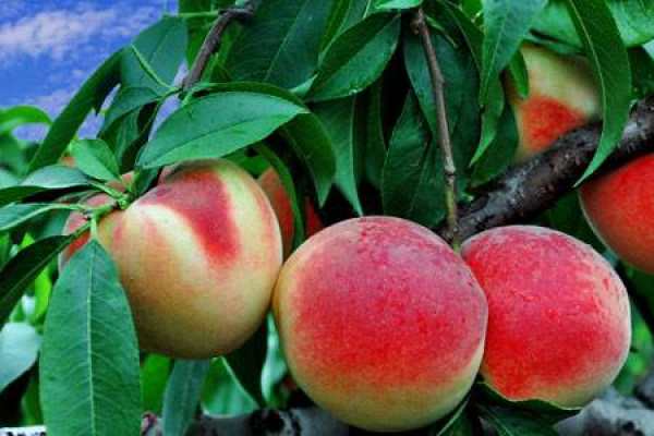 peach