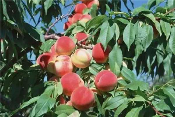 peach