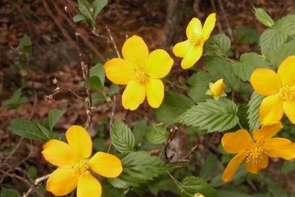 Kerria japonica