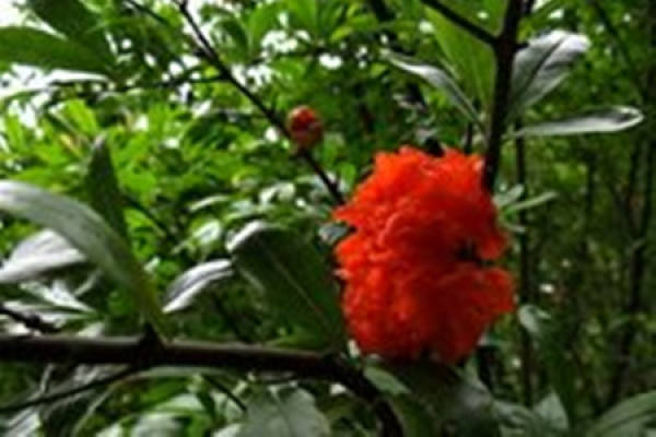 Lu's pomegranate