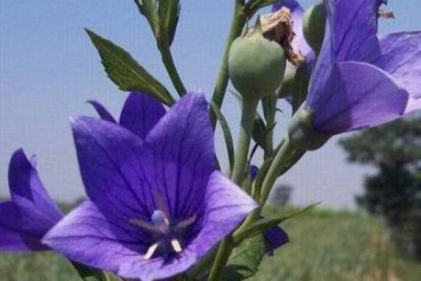 Radix Platycodonis