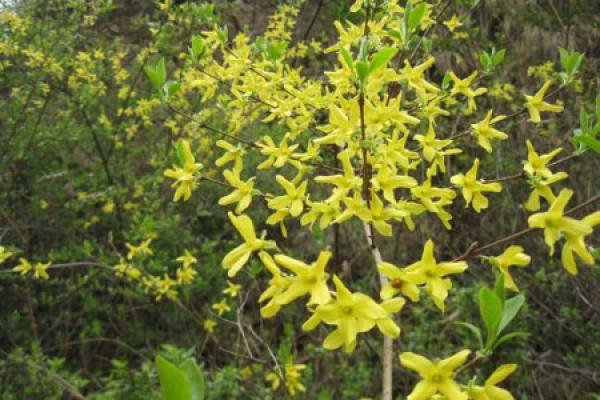 Forsythia suspensa