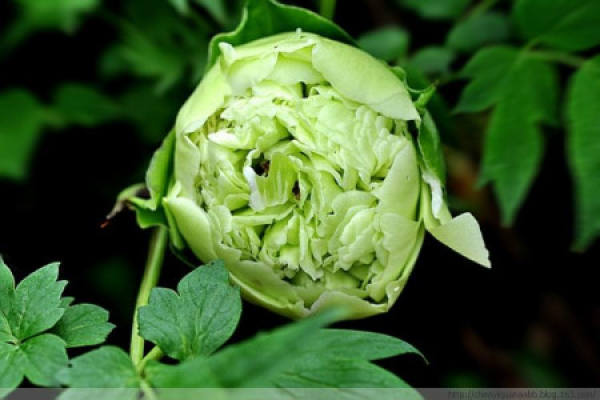 Green Peony Flower