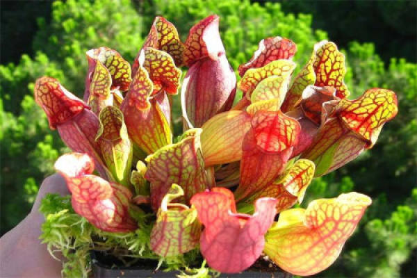 Sarracenia