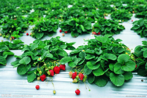 Potted strawberry