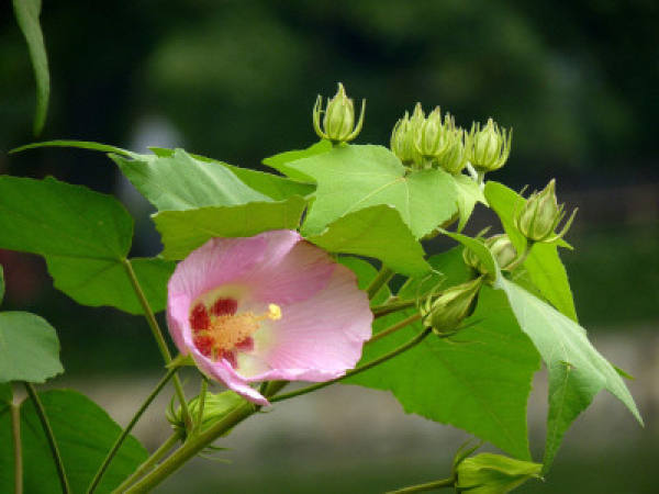Hibiscus mutabilis flower