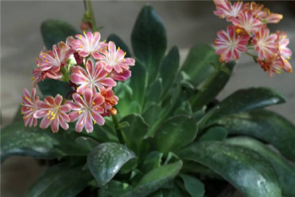 Luwei Flower