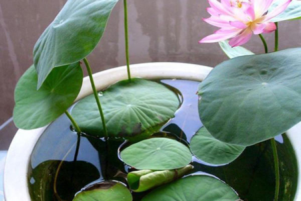 Lotus leaf
