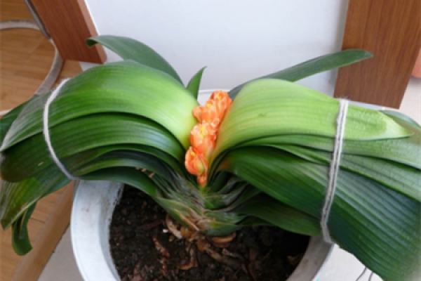 Clivia miniata