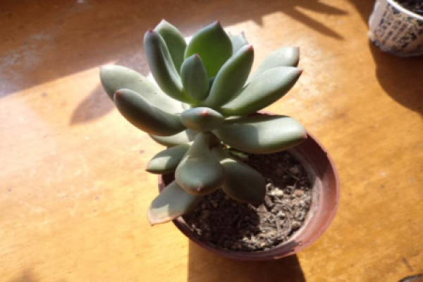 Green Star Beauty