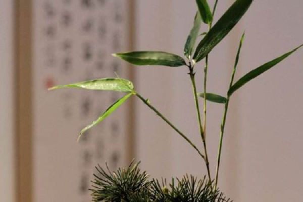 Pine and bamboo