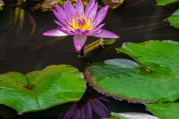 Purple Lotus