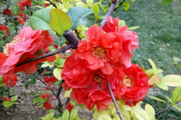 Japanese crabapple