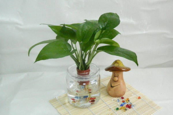 Hydroponic scindapsus