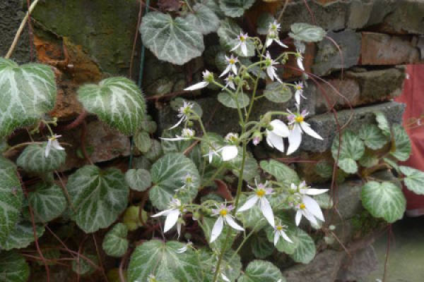 Herba Saxifragae