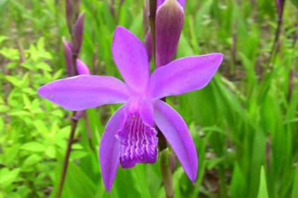 Bletilla striata