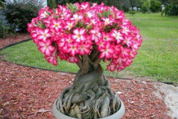 Adenium obesum