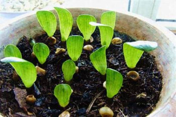 Clivia miniata