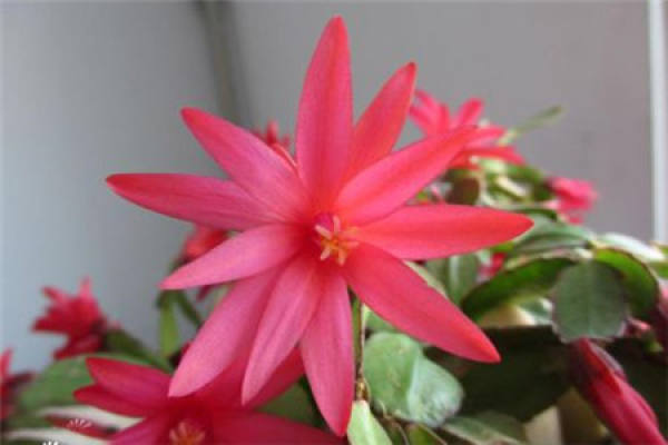 False epiphyllum