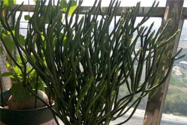 Single tree