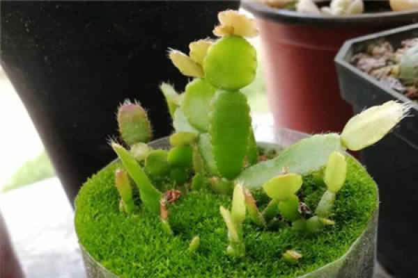 cactus