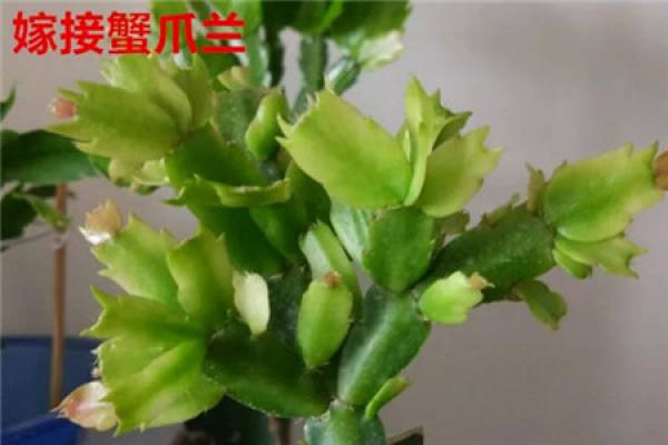 Zygocactus japonicus