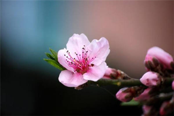 peach blossom