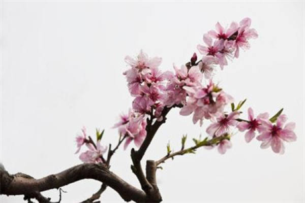 peach blossom
