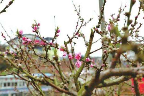 Peach blossom