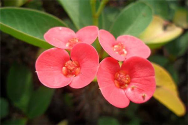 Herba Dipsaci