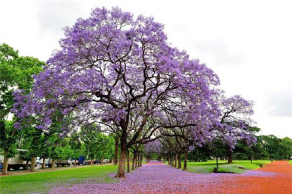 Jacaranda