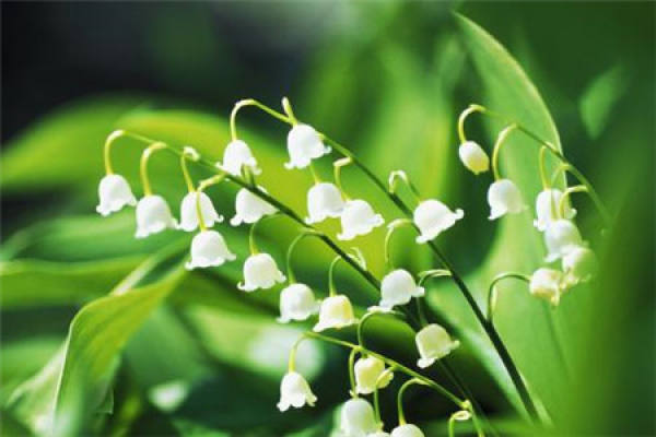 Convallaria
