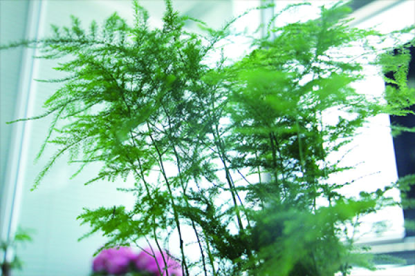bamboo