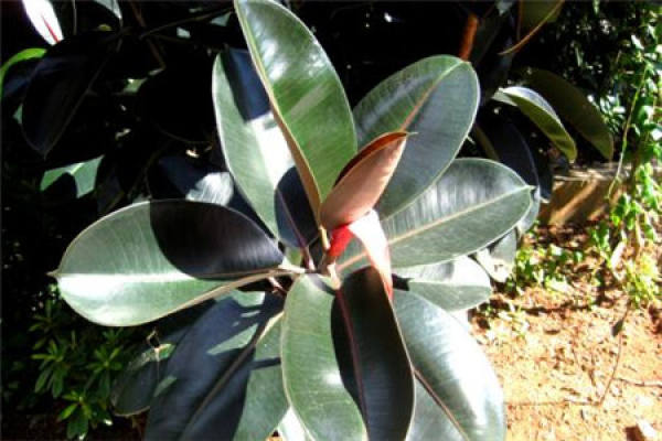 Rubber Tree
