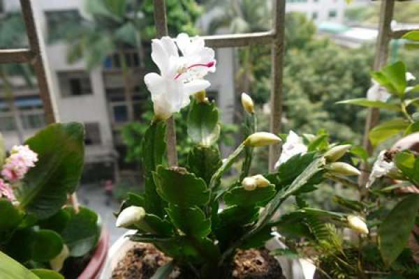 Epiphyllum