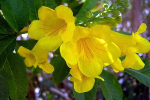 Yellow Bell Flower